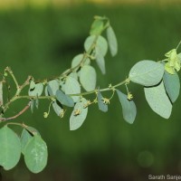 Phyllanthus quadrangularis Willd.